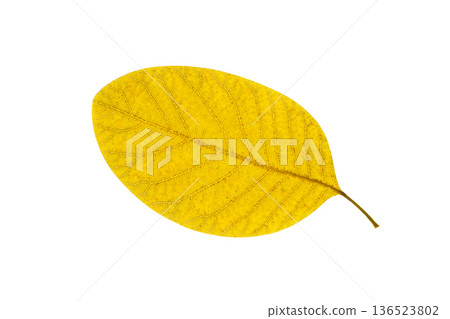 yellow autumn leaf isolated on white with clipping path yellow autumn leaf isolated on white with clipping path 136523802