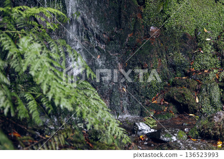 Blurred fern fronds frame a dripping cliff waterfall as thin water ribbons sparkle on moss 136523993