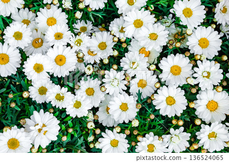 chamomile flowers grow in a flower bed, top view chamomile flowers grow in a flower bed, top view 136524065