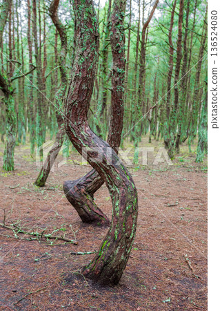 curved trunks of pine trees in a dancing forest curved trunks of pine trees in a dancing forest 136524080