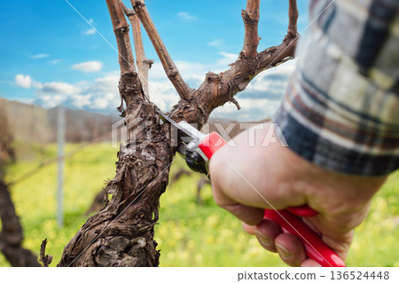 Farmer pruning the vine in winter. Agriculture. Farmer pruning the vine in winter. Agriculture. 136524448