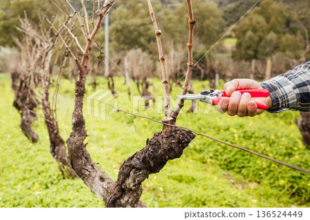 Farmer pruning the vine in winter. Agriculture. Farmer pruning the vine in winter. Agriculture. 136524449