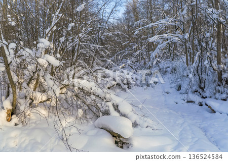 A snowy forest with trees covered in snow. A snowy forest with trees covered in snow. 136524584