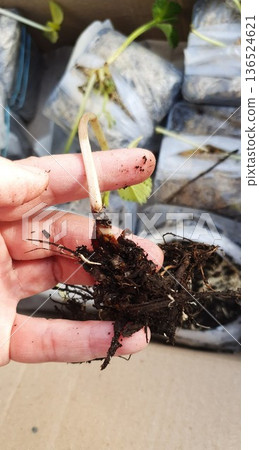 Bare root strawberry seedling held in hand during transplanting. Close up of young plant with exposed root system prepared for planting in garden soil. Seasonal gardening and plant propagation concept Bare root strawberry seedling held in hand during transplanting. Close up of young plant with exposed root system prepared for planting in garden soil. Seasonal gardening and plant propagation concept 136524621
