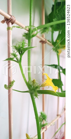 Cucumber plant climbing on wooden trellis with yellow flower in bloom. Vertical vegetable growth supported by frame structure indoors. Flowering stage of edible crop in home cultivation. 136524623