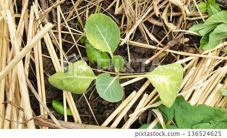 Young cabbage seedling growing in garden soil covered with straw mulch. Top view of leafy vegetable plant in early development stage, organic gardening and natural cultivation concept. Young cabbage seedling growing in garden soil covered with straw mulch. Top view of leafy vegetable plant in early development stage, organic gardening and natural cultivation concept. 136524625