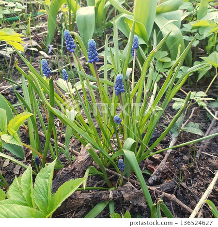 Close up of blue muscari flowers in spring garden. Detailed view of grape hyacinth blossoms with green leaves, early season flowering bulbs in natural outdoor setting. Close up of blue muscari flowers in spring garden. Detailed view of grape hyacinth blossoms with green leaves, early season flowering bulbs in natural outdoor setting. 136524627