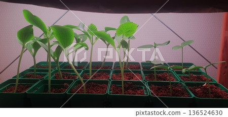 Cucumber seedlings growing in plastic tray cells under artificial grow light. Indoor vegetable cultivation at early stage with young green plants stretching toward light in home gardening setup. 136524630