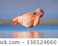 Graceful pink flamingo stands solitary in the calm water, creating a perfect symmetrical reflection. 136524660