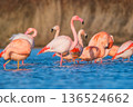 Horizontal shot of a large flock of pink flamingos gathered in calm water with soft reflections.  136524662
