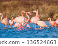 Horizontal shot of a large flock of pink flamingos gathered in calm water with soft reflections.  136524663
