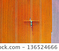 Aerial view of vibrant tulip fields in the Netherlands at sunrise. Agribusiness. 136524666