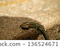 European lizard in sunlight sitting on concrete path in Ireland 136524671