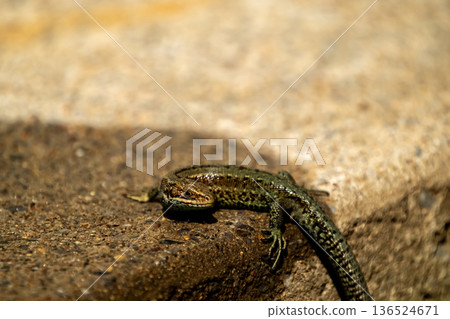 European lizard in sunlight sitting on concrete path in Ireland 136524671