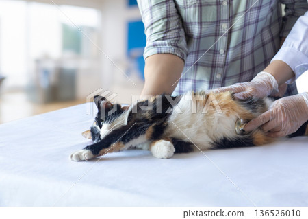 Vet checkup care 136526010