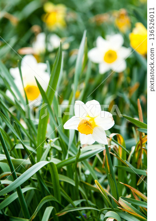 Yellow and white daffodils herald the arrival of spring in Osterley Park, a suburb of London Yellow and white daffodils herald the arrival of spring in Osterley Park, a suburb of London 136526011
