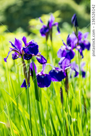 在倫敦郊區邱園,明媚的陽光下盛開著鮮豔的深紫色鳶尾花。 在倫敦郊區邱園,明媚的陽光下盛開著鮮豔的深紫色鳶尾花。 136526142