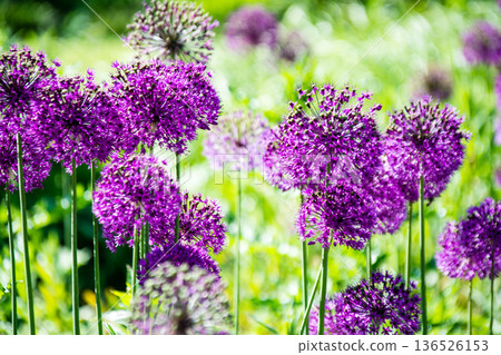 A flower with small reddish-purple petals clustered together like a ball, seen in Kew Gardens on the outskirts of London. A flower with small reddish-purple petals clustered together like a ball, seen in Kew Gardens on the outskirts of London. 136526153