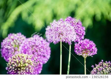 在倫敦郊外的邱園可以看到一種花朵,它的花瓣細小,呈紅紫色,簇擁在一起像一個球。 在倫敦郊外的邱園可以看到一種花朵,它的花瓣細小,呈紅紫色,簇擁在一起像一個球。 136526156