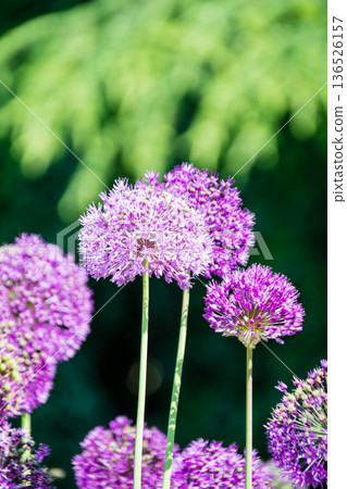 A flower with small reddish-purple petals clustered together like a ball, seen in Kew Gardens on the outskirts of London. A flower with small reddish-purple petals clustered together like a ball, seen in Kew Gardens on the outskirts of London. 136526157