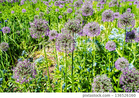 A flower with small reddish-purple petals clustered together like a ball, seen in Kew Gardens on the outskirts of London. A flower with small reddish-purple petals clustered together like a ball, seen in Kew Gardens on the outskirts of London. 136526160