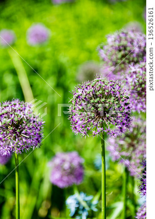 A flower with small reddish-purple petals clustered together like a ball, seen in Kew Gardens on the outskirts of London. 136526161