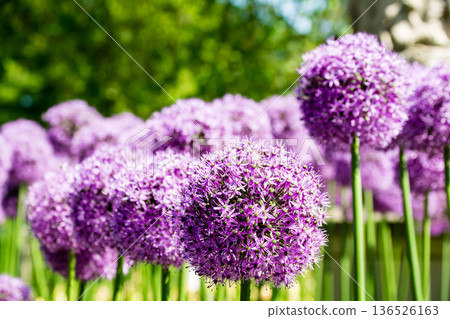 A flower with small reddish-purple petals clustered together like a ball, seen in Kew Gardens on the outskirts of London. A flower with small reddish-purple petals clustered together like a ball, seen in Kew Gardens on the outskirts of London. 136526163