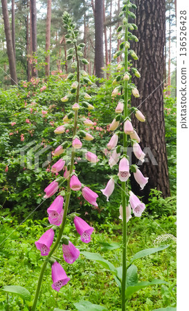 A Digitalis purpurea plant blooms among forest greenery. Wild elegance and natural harmony. 136526428