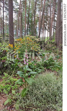 A Digitalis purpurea plant blooms among forest greenery. Wild elegance and natural harmony. A Digitalis purpurea plant blooms among forest greenery. Wild elegance and natural harmony. 136526437