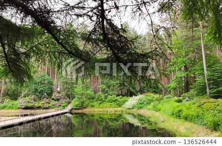 Bright spring light fills a park with trees and still water. Freshness and uplifting energy. Bright spring light fills a park with trees and still water. Freshness and uplifting energy. 136526444