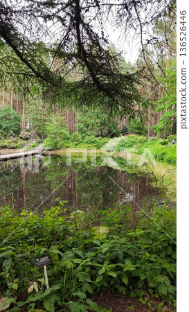 Bright spring light fills a park with trees and still water. Freshness and uplifting energy. Bright spring light fills a park with trees and still water. Freshness and uplifting energy. 136526446