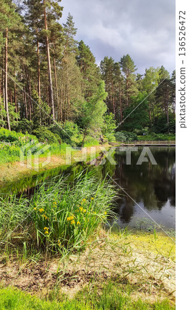 Still water reflects bright trees in a spring setting. Balance and natural calmness. Still water reflects bright trees in a spring setting. Balance and natural calmness. 136526472