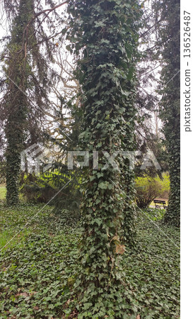 Climbing vines cover a tall tree in dense greenery. 136526487
