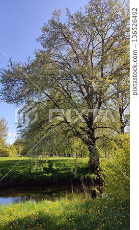 A quiet pond sits beneath a sunny spring sky. A quiet pond sits beneath a sunny spring sky. 136526492