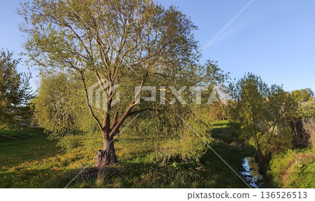 A scenic pond reflects trees under warm daylight. A scenic pond reflects trees under warm daylight. 136526513