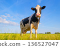 A lone cow stands on a lush green pasture under soft natural light. Concept of organic farming 136527047