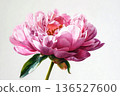 Vibrant Pink Peony: A Detailed Botanical Masterpiece, Softly Lit, Studio-Quality 136527600