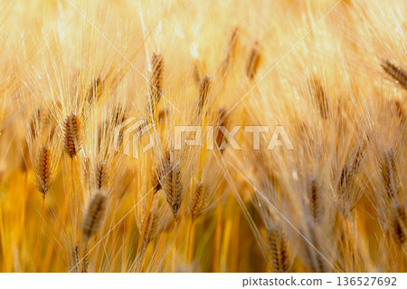 Golden ears of wheat nearing harvest 136527692