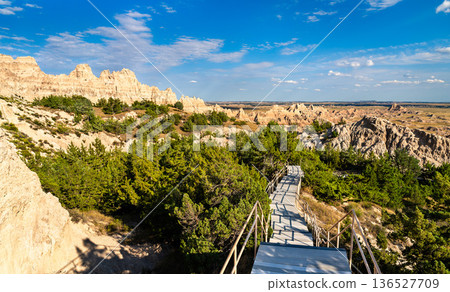 Cliff Shelf Nature Trail stands in Badlands National Park, South Dakota, USA. Wooden boardwalk stairs wind through green juniper trees and rocky formations overlooking the prairie under a blue sky 136527709