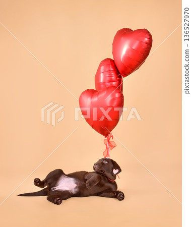 Cute Labrador puppy with valentine heart shape balloons Cute Labrador puppy with valentine heart shape balloons 136527970