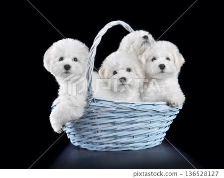 Studio close up portrait of cute bichon frise puppies Studio close up portrait of cute bichon frise puppies 136528127