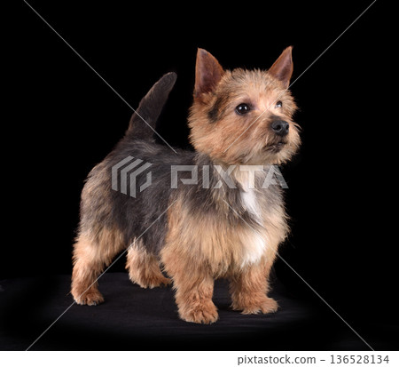 Beautiful Norwich Terrier dog Beautiful Norwich Terrier dog 136528134
