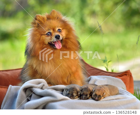 Beautiful red spitz with small puppies Beautiful red spitz with small puppies 136528148