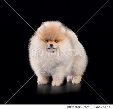 Studio shot of beautiful Pomeranian dog Studio shot of beautiful Pomeranian dog 136528164