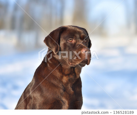 Portrait of adorable chocolate labrador retriever dog Portrait of adorable chocolate labrador retriever dog 136528189