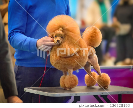 Apricot toy poodle posing at a dog show 136528193