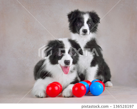 Two border collie puppies play in colorful balls Two border collie puppies play in colorful balls 136528197