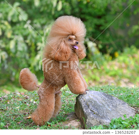 Adorable apricot toy poodle stands with its front paws on stone 136528207