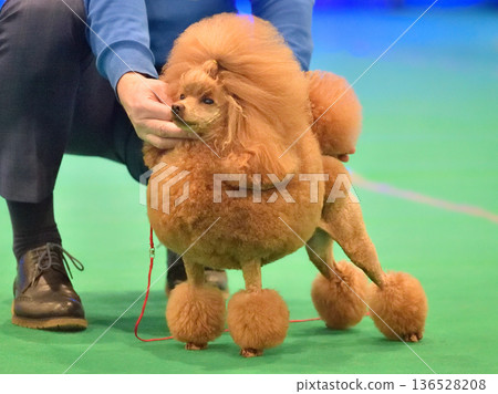 Beautiful poodle posing at a dog show Beautiful poodle posing at a dog show 136528208