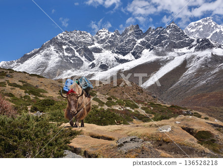 Yak carrying load with snow-capped peaks in the background 136528218